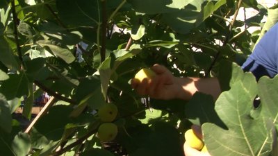 На Черкащині вирощує кримський інжир. Асан Саліджанов