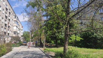 У Львові всохли одразу 25 дерев: мерія підозрює, що їх отруїли задля паркомісць