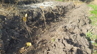 У селі Бірки на Кіровоградщині на місці зрубаних дерев посадили дуби У селі Бірки на Кіровоградщині на місці зрубаних дерев посадили дуби