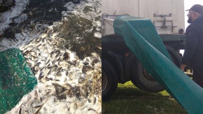 У водосховище на Волині випустили дві тонни риби У водосховище на Волині випустили дві тонни риби