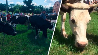 На Харківщині на акцію протесту селяни привели корів На Харківщині на акцію протесту селяни привели корів