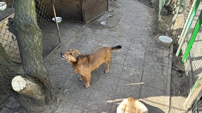 тварини притулок "Пес мокрий ніс" собаки їжа гроші допомога волонтери Добропілля Донецька область тварини притулок "Пес мокрий ніс" собаки їжа гроші допомога волонтери Добропілля Донецька область