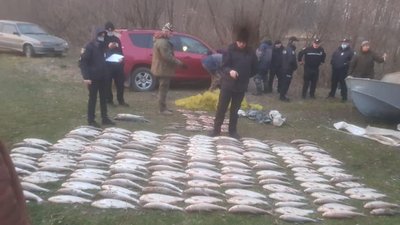 На Буковині незаконно виловили червонокнижної риби на понад півтора мільйона гривень