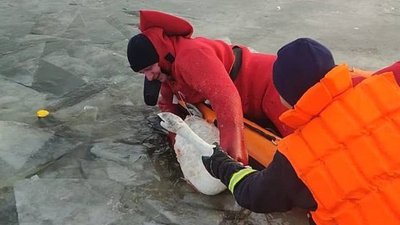 Вмерз у кригу і травмувався: на Київщині врятували лебедя