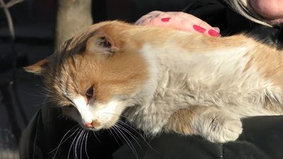У Черкасах побільшало безпритульних котів. Як волонтери вирішують цю проблему У Черкасах побільшало безпритульних котів. Як волонтери вирішують цю проблему