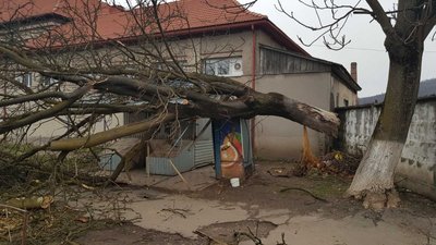 На Закарпатті через негоду дерево впало на дорогу та торговельну ятку