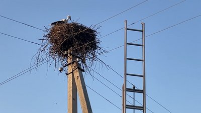 П’ять днів без води та їжі: у Прилуках врятували лелеченя, яке не може літати П’ять днів без води та їжі: у Прилуках врятували лелеченя, яке не може літати
