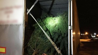 В Ріпкинському районі затримали фуру з півтисячами свіжозрубаних сосен В Ріпкинському районі затримали фуру з півтисячами свіжозрубаних сосен