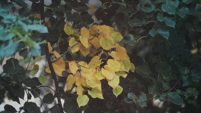 Жовте листя на дереві