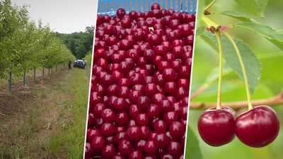 Збір вишень розпочали на Рівненщині