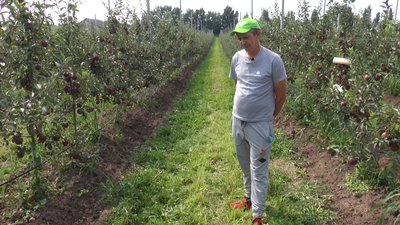 Як боротися зі шкідниками та захворюваннями рослин та дерев: досвід агропідприємства на Франківщині Як боротися зі шкідниками та захворюваннями рослин та дерев: досвід агропідприємства на Франківщині