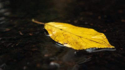 На Рівненщину прийшла метеорологічна осінь