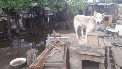 В Одесі під час пожежі в притулку для тварин врятували 40 котів та 350 собак