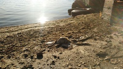Витік олії в Миколаєві після обстрілу: наслідки Витік олії в Миколаєві після обстрілу: наслідки