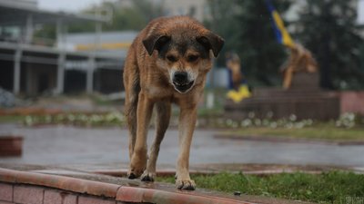 На Київщині виявили сказ у собаки. Де оголошено карантин