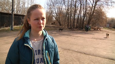 У Житомирі безоплатно роздають корм для вуличних або покинутих котів і собак У Житомирі безоплатно роздають корм для вуличних або покинутих котів і собак