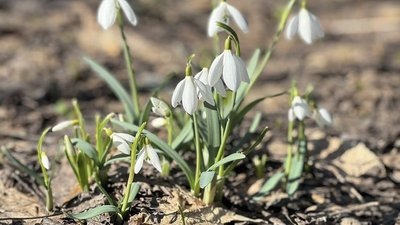 підсніжники, первоцвіти