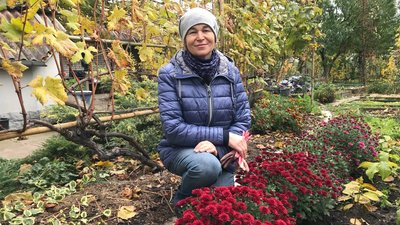 Житомир, квіти, хризантеми, пересадка, відкритий грунт, 31 жовтня 2025 року