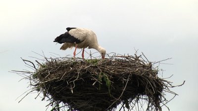 У Житомирській області на електроопорах облаштовують безпечні гнізда для лелек У Житомирській області на електроопорах облаштовують безпечні гнізда для лелек