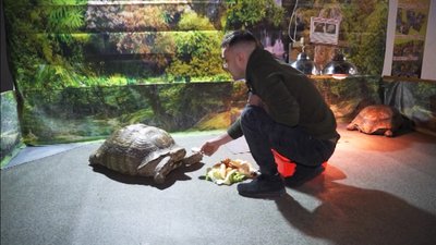 Грифові, зірчасті та вугільні: у Вінницю із Харкова привезли виставку черепах Грифові, зірчасті та вугільні: у Вінницю із Харкова привезли виставку черепах
