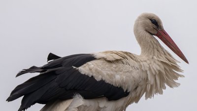 лелека Збися