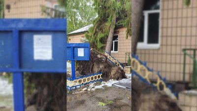 Повалене дерево у селищі Макошине Повалене дерево у селищі Макошине