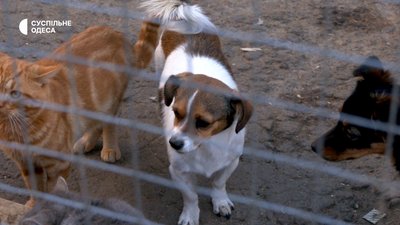 Безпритульні собаки в Одесі