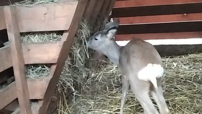У Житомирі козуля, яку врятували перехожі, житиме в контактному зоопарку