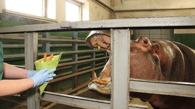 Масляна у Харківському зоопарку: кого частували млинцями Масляна у Харківському зоопарку: кого частували млинцями