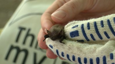 Чому до будинків у Франківську залітають кажани Чому до будинків у Франківську залітають кажани