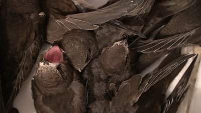 В України ухвалили закон, що забороняє приватні притулки для птахів В України ухвалили закон, що забороняє приватні притулки для птахів