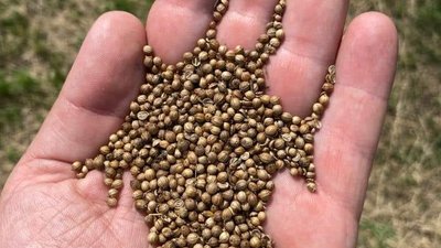 На полях Снігурівщини зібрали врожай коріандру