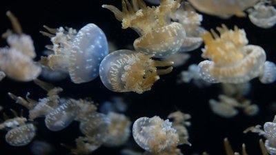 В Азовському морі окупанти планують знищення медуз: це може спричинити "мертві зони"