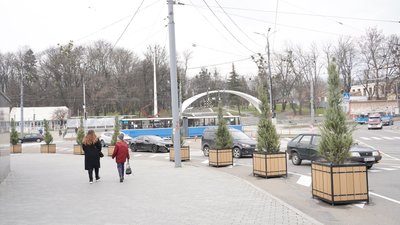 У Вінниці висадять понад 80 кущів ялівцю
