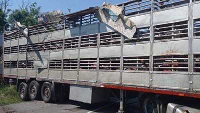 На Кіровоградщині перевернулась вантажівка зі свиньми На Кіровоградщині перевернулась вантажівка зі свиньми