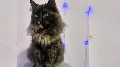 котокафе у Запоріжжі, тварини з прифронтових територій, допомога тваринам котокафе у Запоріжжі, тварини з прифронтових територій, допомога тваринам