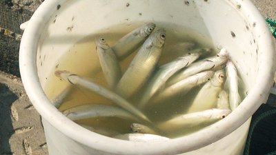раки Колодій раки Колодій
