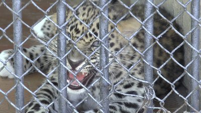 За п'ять місяців війни у Миколаївському зоопарку народилося сім тварин За п'ять місяців війни у Миколаївському зоопарку народилося сім тварин