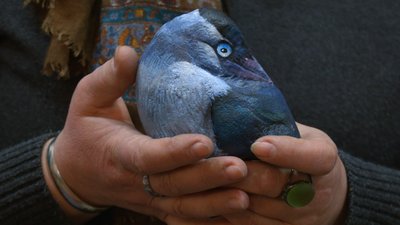Малює картини, які вмістиш у долоні. Художниця Ірина Погрібна