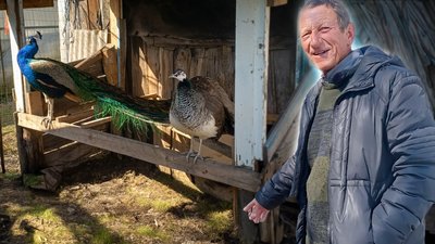 птахи, павичі, фазани, природа, довкілля, догляд за птахами, Малин