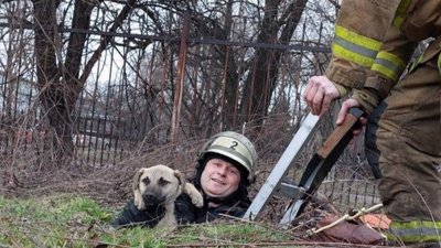 У Запоріжжі врятували собаку, який впав у комунікаційний колодязь 