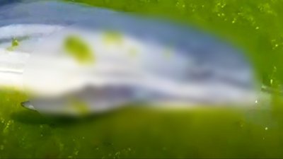 На узбережжя Одеської області винесло трьох мертвих дельфінів