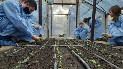 Уроки у теплиці. На Донеччині школярі вирощують овочі у власноруч спроєктованій теплиці