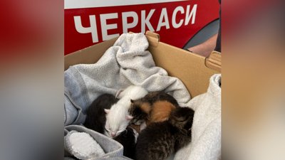 У Черкасах під час пожежі врятували п'ятьох кошенят