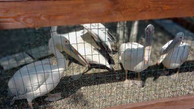 Зоопарк на Львівщині, куди раніше евакуювали тварин із зон бойових дій, потребує допомоги Зоопарк на Львівщині, куди раніше евакуювали тварин із зон бойових дій, потребує допомоги