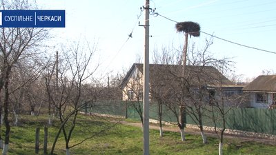 На Черкащині лелеки сорок років повертаються до одного села На Черкащині лелеки сорок років повертаються до одного села