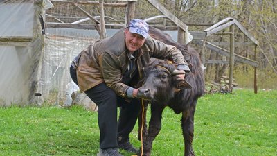 На Тернопільщині чоловік створює буйволину ферму На Тернопільщині чоловік створює буйволину ферму