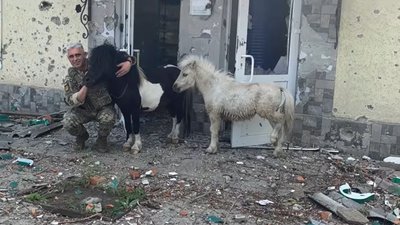 Операція "Підкова": із зони бойових дій до Миколаївського зоопарку евакуювали двох поні