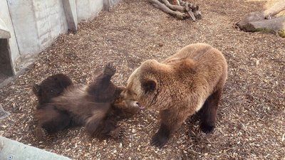 ведмеді у Черкасах ведмеді у Черкасах
