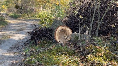 У Полтаві вирубали тополиний гай